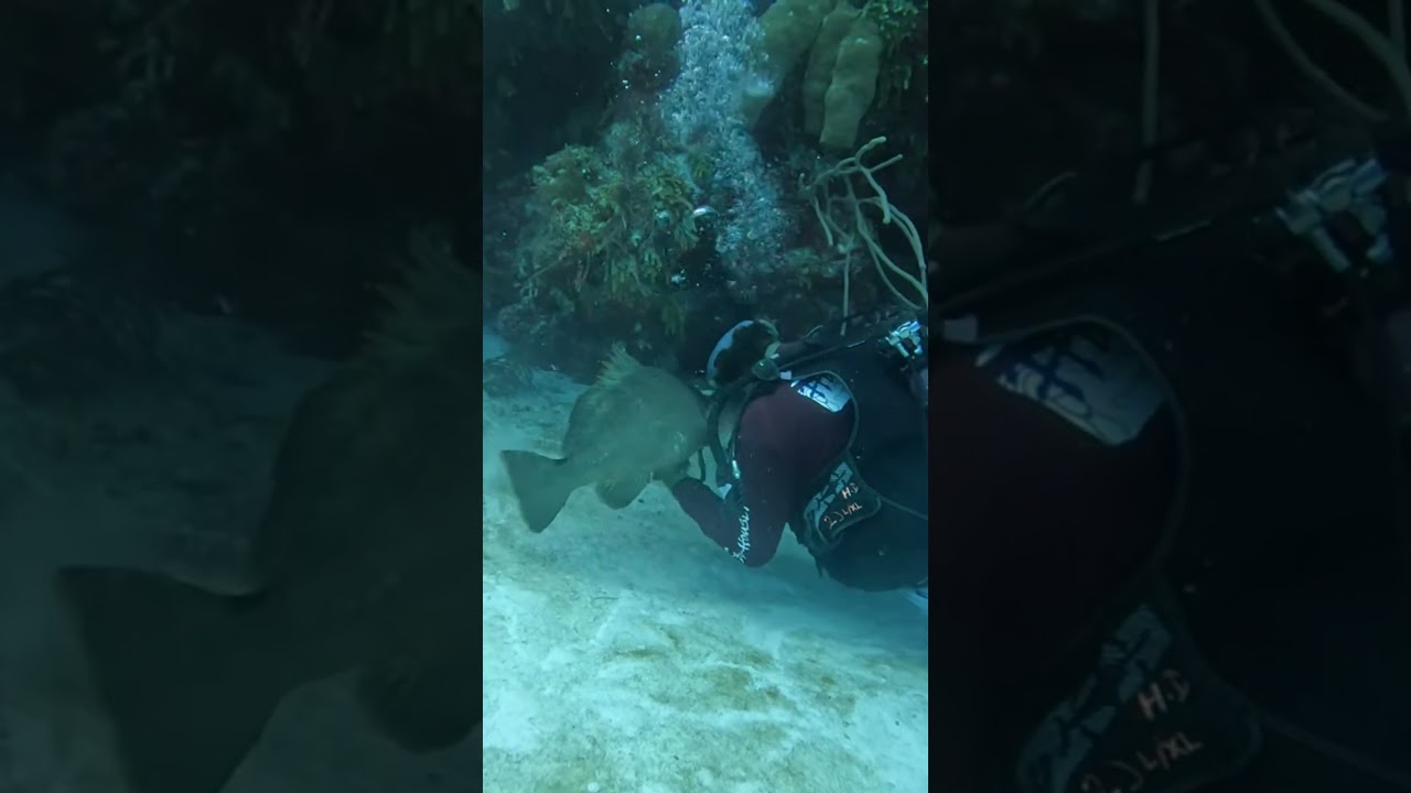 Grouper Are Underwater Puppies