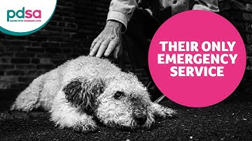 PDSA | Why We Matter