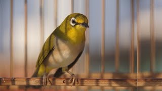 鳥聲 birds  雌鳥唱歌的聲音很好刺激雄鳥快樂地唱歌