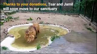 Tsar and Jamil play in their temporary home by Born Free Foundation 2,258 views 5 months ago 50 seconds