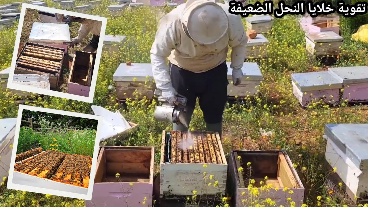 فحص خلايا النحل الضعيفة بعد تقويتها و علاجها و تغذيتها | الجزء 4