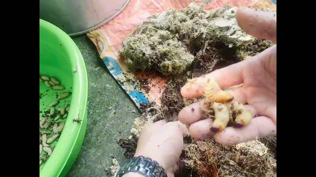 Thu hoạch Đuông Dừa ở Bình Dương -0933157558