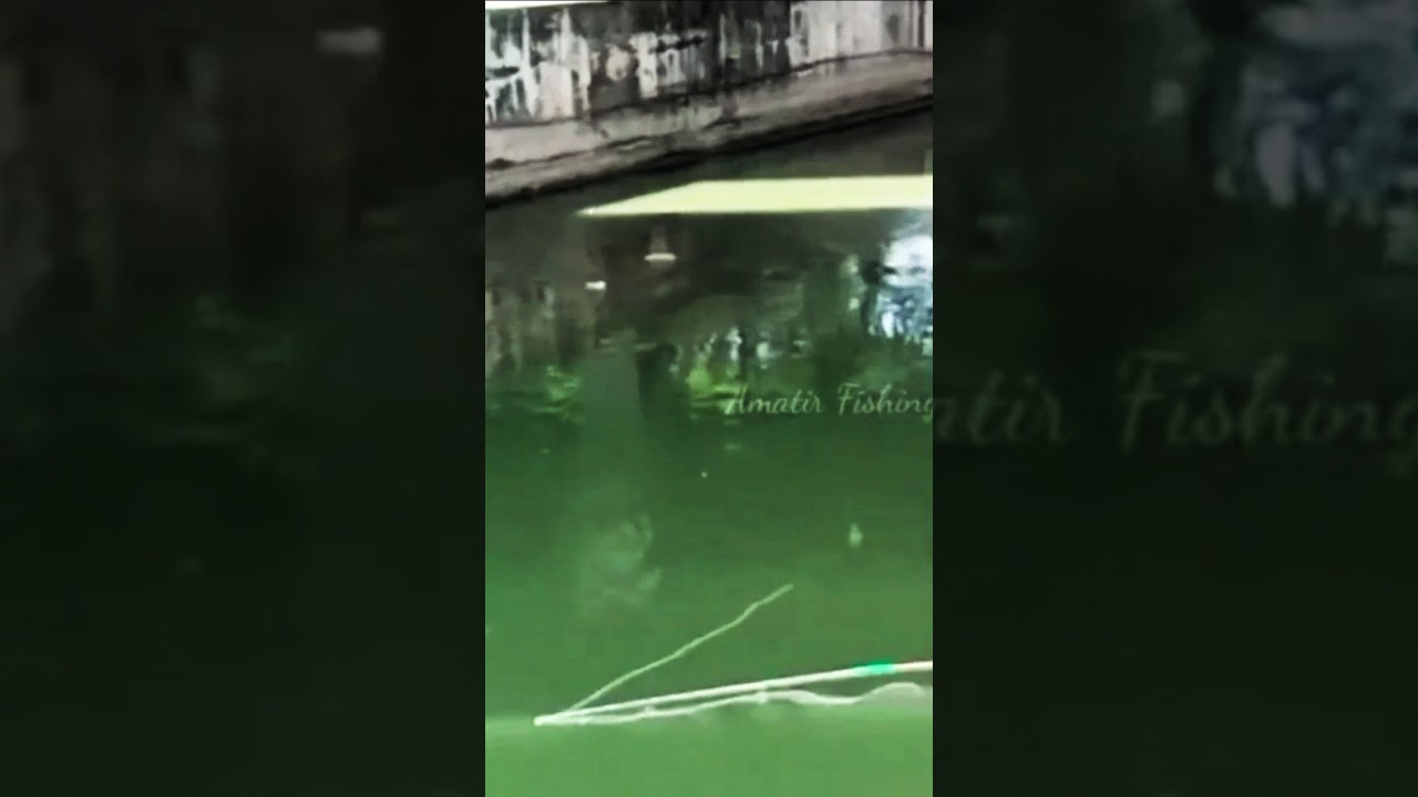 Mancing garong ikan selokan || 