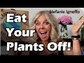 Eat Your Plants Off with Stefanie Ignoffo of Plantspiration