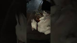 Scritch