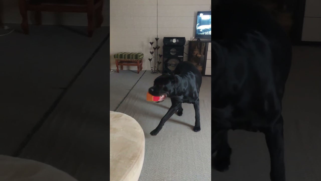 а собака могла подрости