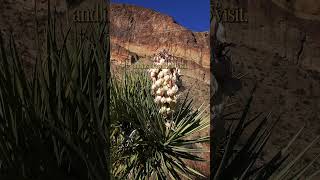 NPCA x Yellowstone Bourbon - Impact at Big Bend National Park