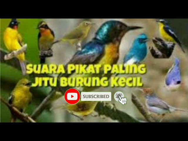 Suara Pikat Kutilang Emas Ribut Kombinasi Burung Kecil class=