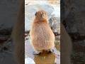 可愛すぎやろ‼︎ カピバラの赤ちゃん♪ * The cute back of a baby capybara!#カピバラ さん♪