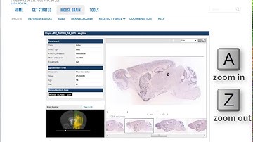 Introduction to the Allen Brain Atlas Image Viewers