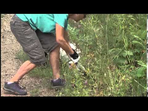 Stopping the spread of spotted knapweed