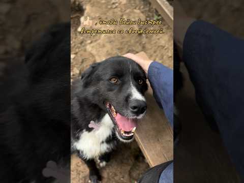 Бейли - дворняжка с душой лабрадора ищет дом. #собака #собакаизприюта #возьмисобакуизприюта