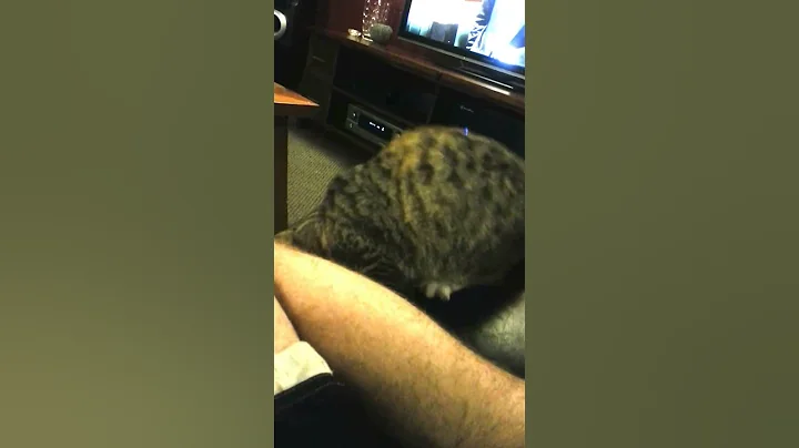 The most bestest mice fetching cat video on youtube!