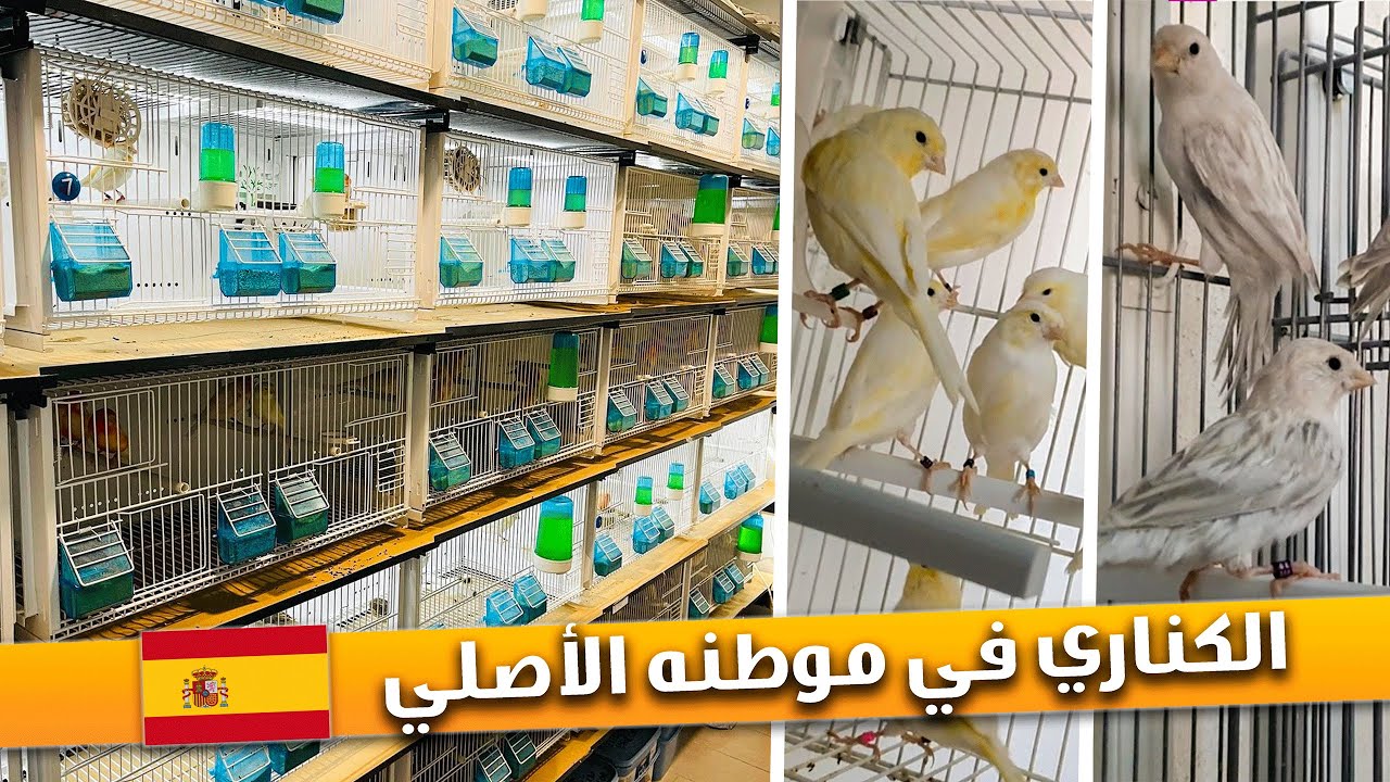 جولة في غرفة إنتاج طيور الكناري 🐦🤩 عند مربي مشهور في إسبانيا 🇪🇸 YouTube جولة في غرفة إنتاج طيور الكناري 🐦🤩 عند مربي مشهور في إسبانيا 🇪🇸 YouTube
