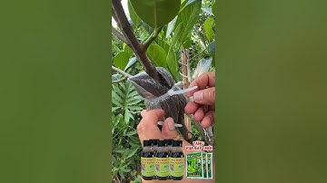 Thuốc Kích Rễ A01 Chuyên Dùng Cho Giâm Cành, Chiết Canh, Phục Hồi Cây Suy Yếu - Ra Rễ Cực Mạnh