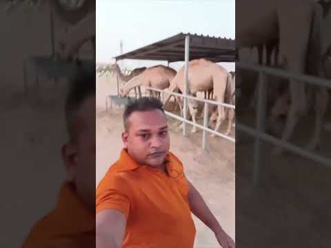 Habib Come To Dubai Hello Friends