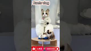 very cute and funny animals