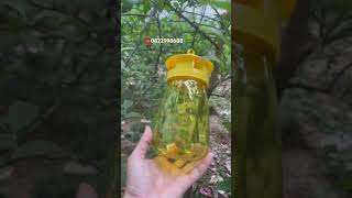 CÁCH BẮT RUỒI VÀNG