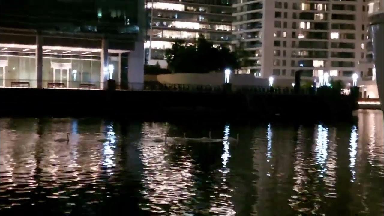 lovely ducks move serially in Canary wharf YouTube