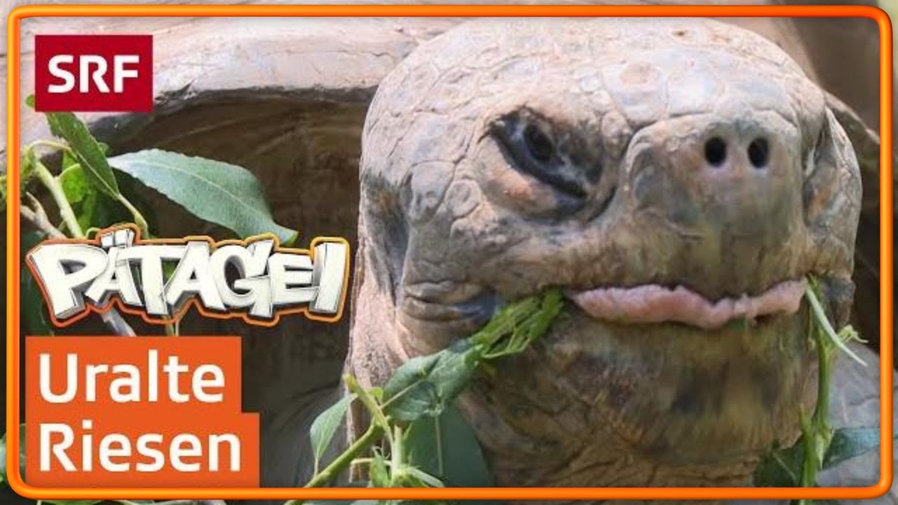 Galapagos-Riesenschildkröten überleben ein Jahr ohne Nahrung | Pätagei | SRF Kids – Kindervideos
