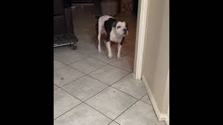 🤬😡American Pit Bull Terrier ferocious BARK🔥🔥🔥🔈🔉🔊