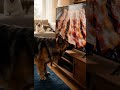 He actually tried to TASTE the screen! 🥓🐶 #GermanShepherd #FunnyDog