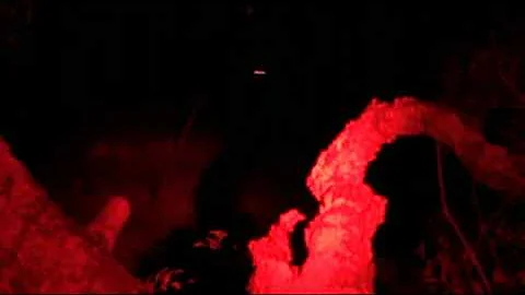 Hog Hunting: TEXAS HOG HUNT # 8...BIG BOAR DOWN!!!