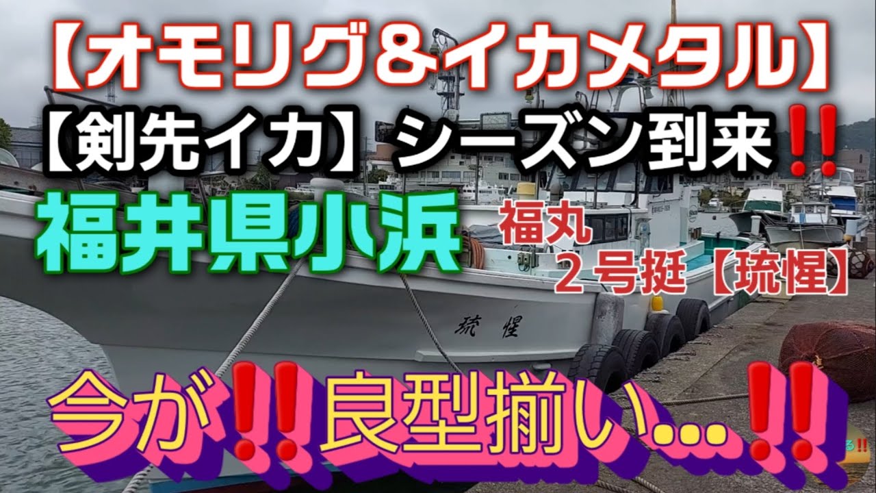 大剣狙って【剣先イカ】シーズン到来‼️今年は若狭湾好調‼️【オモリグ&イカメタル】福井小浜福丸２号挺【琉惺】2025年中旬