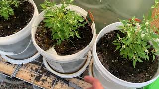 Greenhouse June 2021