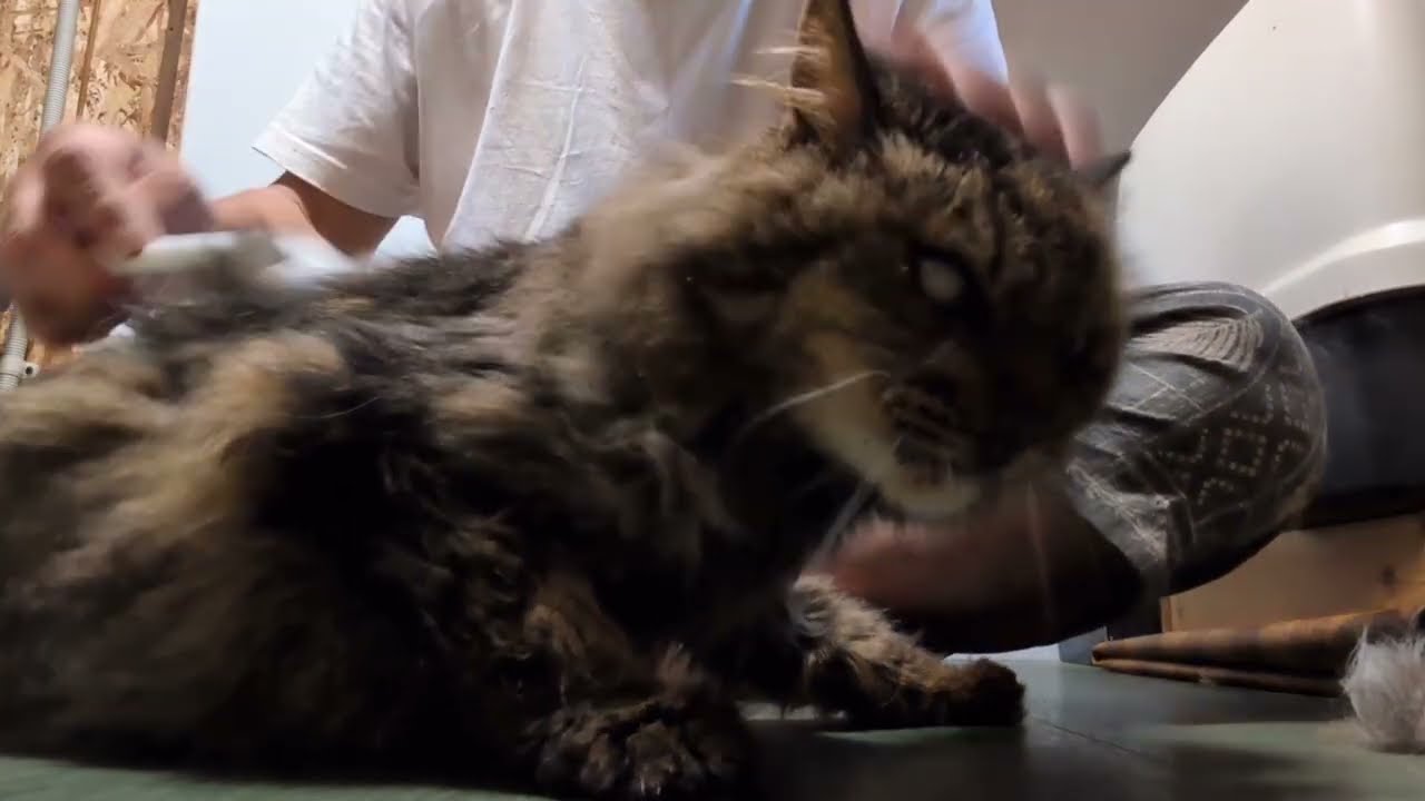 Juju the long-haired cat got super grumpy when I brushed her
