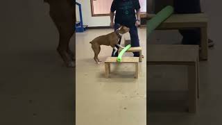 Pixie Stixx working with trainer