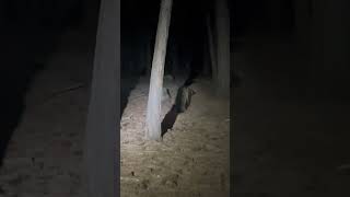Surprise Bear Encounter as Animal Approaches Within 10 Feet