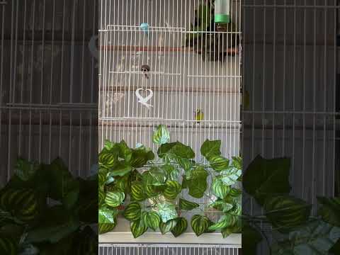 موسم تزاوج طيور السورا الموزنبيقي كناري الياسمين طائر البسبوس GreenSinger Yellow Fronted Canary 2023 