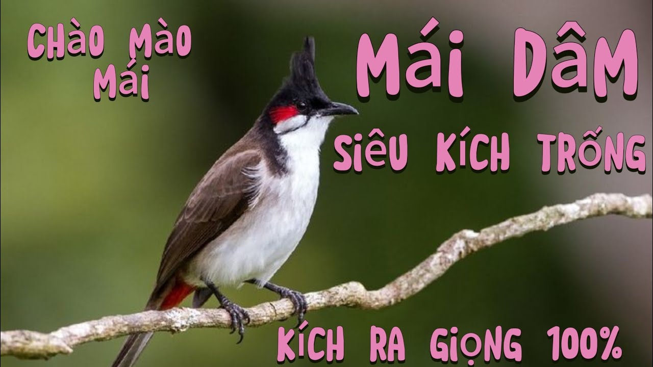 Chào mào mái kích bổi | kích trống | Kích bổi ra giọng 99%. Kích lửa chào mào #chàomào #birds