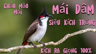Chào mào mái kích bổi | kích trống | Kích bổi ra giọng 99%. Kích lửa chào mào #chàomào #birds