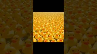 THE SEA OF DUCKS 🐥😱😍 Duckser