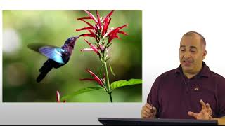 5 3 1 A What is Coevolution x264