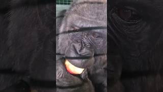 Gorilla Eats An Apple  #Gorilla #Eating #Asmr #Satisfying