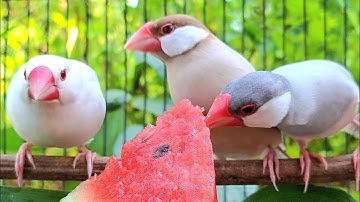 Java sparrows sing so happy. They like to sing a sweet song outdoor. Java sparrows singing sound.