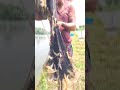 জাল দিয়ে মাছ শিকার # #seafood #fish #fishing #fishcutting #foryou