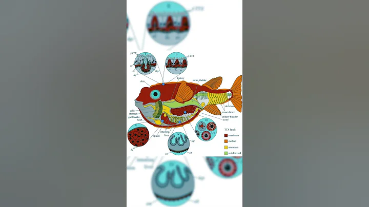 Pufferfish inflating