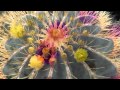 サボテンの花