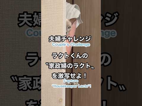 【トンキニーズ】夫婦チャレンジ！猫が壁から覗く家政婦顔が可愛すぎる😏Couple Challenge! Cat’s “Housekeeper” Peek 😏 #猫動画 #トンキニーズ #かわいい猫