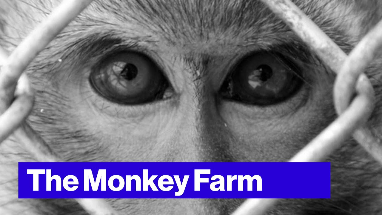 PETA Wants to Take Down This Florida Monkey Farm YouTube