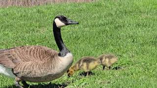 goose and chicks walking about in the grass in the park living their lives toronto canada may 2026