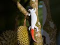 Tắc kè hoa #kucing #iguana #bebek #gecko #tokek #kucinglucu #funny #dancingcat #iguana #ai #tacke