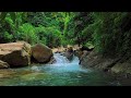 Experience Silent Calm with Deep Forest River Sounds for Sleep and Relaxation Tonight