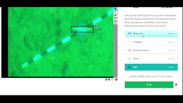 Spyfish Aotearoa - Fish Detection Example