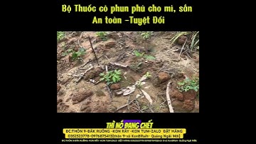 Phun Gì Để Cỏ Chết Mà Mì Không Cháy? Đây Là Kết Quả Sau 7 Ngày