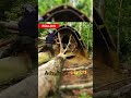 Wild Shelter Challenge | Build Cabin in Forest Overnight*